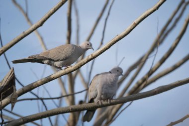 Seçici odaklı Makro-Macro fotoğraflı iki kumru bir dalın üzerine tünemiş, biri keskin odaklı, diğeri ise hafifçe bulanık, şiirsel bir zıtlık ve doğada bir samimiyet hissi yaratıyor..