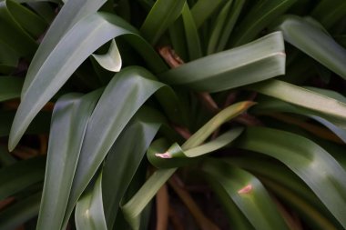 Agapanthus Yaprakları ve Yaprakları Makro Detay-A makro fotoğrafında zarif çizgileri ve agapanthus yaprak ve gövdelerinin pürüzsüz dokusunu vurgulayarak botanik güzelliğinin minimalist ve organik yorumunu ortaya koyuyor..