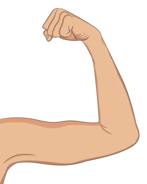 Female well toned biceps. Bent arm showing progress after fitnes — Stock Vector