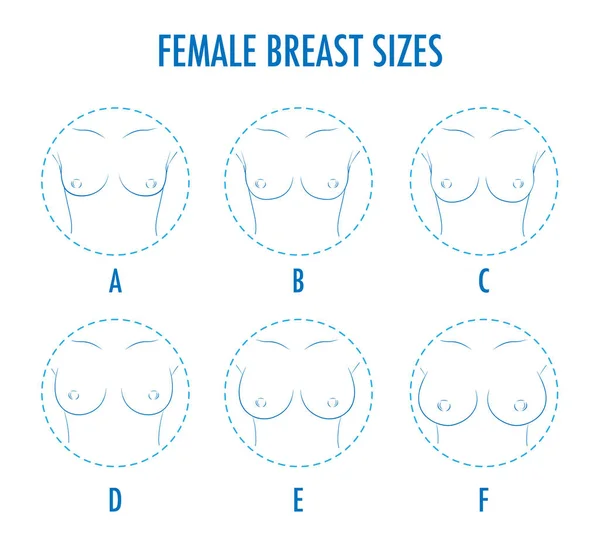一组等高线圆形图标 不同的女性乳房尺寸 身体前视 各种胸部大小 从小到大 从A到F的半身像的大小 向量隔离 — 图库矢量图片