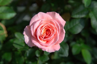 Bir serada büyüyen gül çiçeği