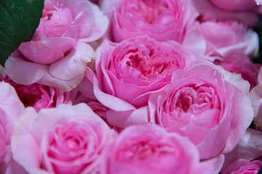 Bir serada büyüyen gül çiçeği