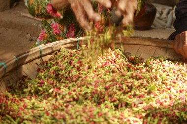 Kadının eli taze karanfil tohumlarını tutuyor.