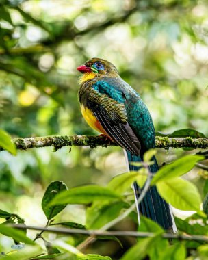 Ormandaki bir kuşun yakın çekimi.