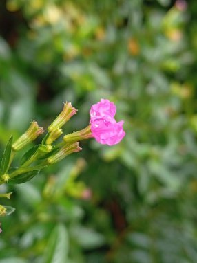 Güzel botanik fotoğrafı, doğal duvar kağıdı.