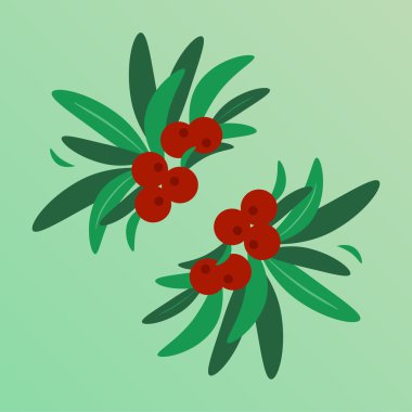Vector illustration of Viscum and berries  clipart