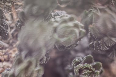 Vintage botanik fotoğraf arka plan