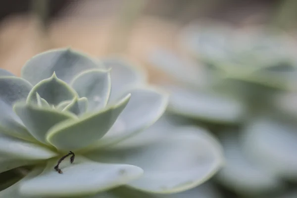 Vintage botanik fotoğraf arka plan