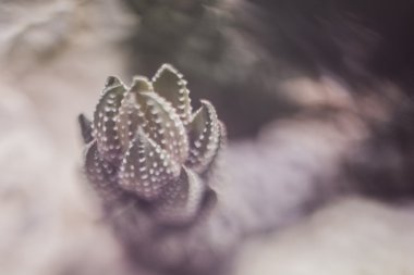 Vintage botanik fotoğraf arka planlar