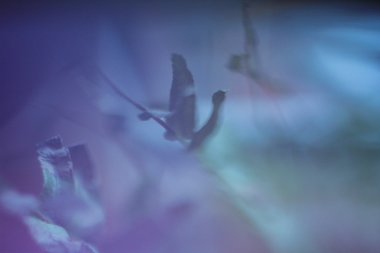 Arka planda ihale bulanıklık fotoğraf doku