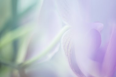 Arka planda ihale bulanıklık fotoğraf doku