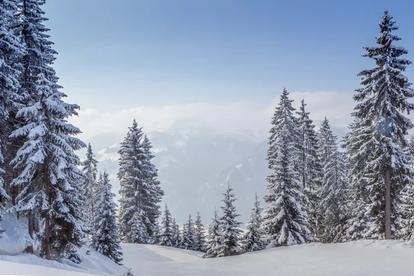 Austria, Alps, ate in the snow Stock Picture