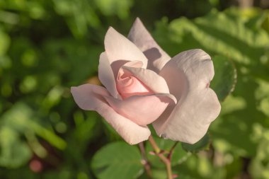 Çiçek. Beyaz gül. 