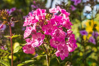 pembe bahçe çiçekleri.