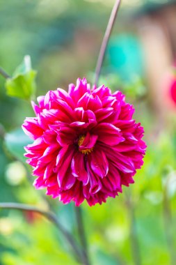 Çiçek. Pembe Dahlia