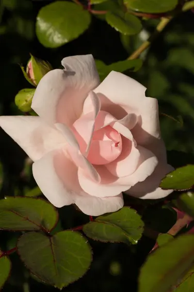 Rose blanche. Fleur — Photo
