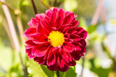 Çiçek. Kırmızı gerbera