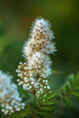 Beyaz dekoratif çiçek.