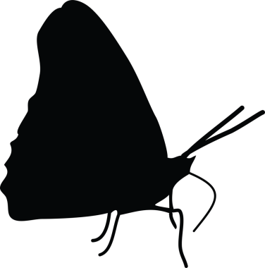 Kelebek SVG Paketi, Kelebek Kesme Dosyaları, Kelebek Kesme Dosyaları, Kelebek Kesme Dosyaları Kelebek Silueti, Kelebek Silueti, Kelebek Paketi SVG Dosyaları, Kelebek Kesme Dosyaları, Kelebek Kesme Dosyaları, Kelebek Kesme Dosyası, Kelebek Kesme Dosyası Svg,