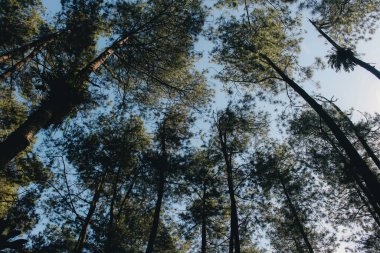 Ormanın güzel manzarası