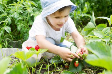  Yazın organik böğürtlen çiftliğinde çilek toplayan sevimli küçük çocuk. Komik çocuk yardım ederek eğleniyor.. 