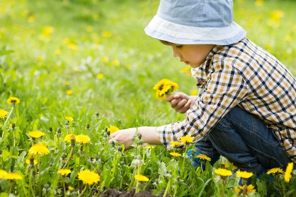 Cute Little Boy Yellow Dandelions Summer Outdoors —  Fotos de Stock