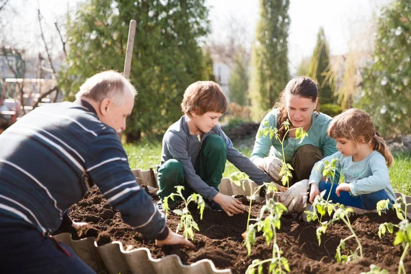 Grandparents Granddaughter Grandson Planting Seedling Ground Allotment Garden — Stock Photo, Image