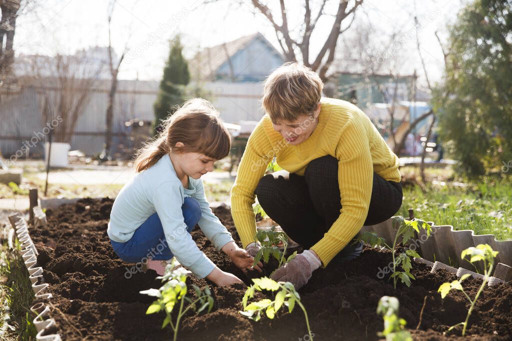 grandparent and granddaughter planting seedling in ground on allotment in garden