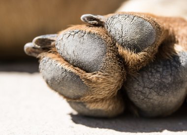 Köpek pençe phot kadar kapatın