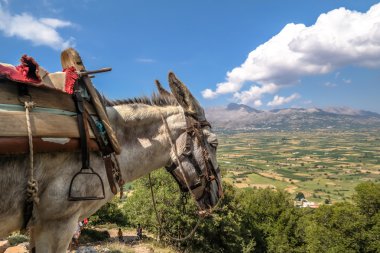 Girit adasında eşekler tarafından taşınan turistler