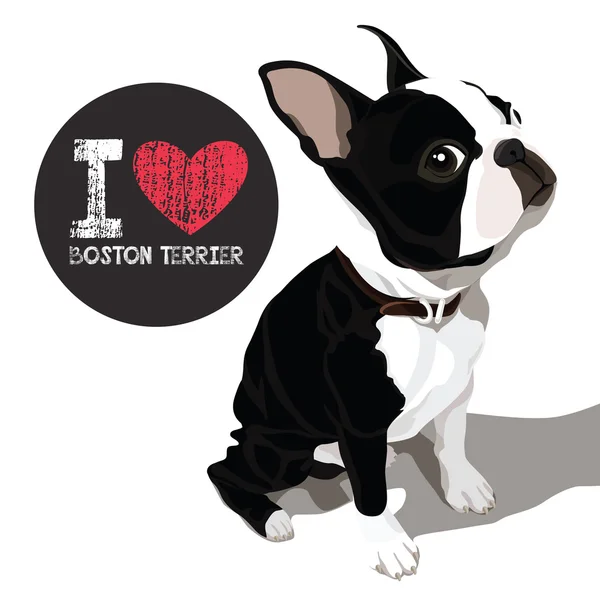 Eu amo Boston Terrior — Vetor de Stock