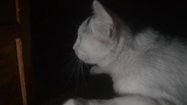 Profilde beyaz bir kedinin on altı karesi, esneme, göz kırpma ve dinlenme gibi çeşitli ifadeleri yakalıyor, koyu bir arka plana yaslanıyor, kedi davranışları sergiliyor ve uyukluyor..