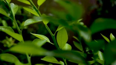 Video canlı yeşil yaprakları bir bahçe ortamında yavaşça sallanırken gösteriyor, doğal güzellik ve sükuneti vurguluyor. Görüntüler bitki yaşamının özünü yakalıyor..