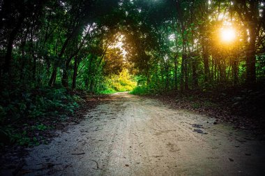 Orman yolu kuru yapraklarla kaplı ve yemyeşil ağaçlarla çevrili, yumuşak sabah ışığında yakalanmış. Sakin doğa sahneleri, eko turizm görselleri ve sakin manzaralar için mükemmel.