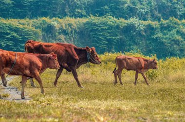 Bir grup Endonezyalı inek Bos Taurus kırsal bir köyde huzur içinde otluyor, geleneksel sığır çiftçiliğini, kırsal arazileri ve Güneydoğu Asya 'da sürdürülebilir tarımı vurguluyorlar.