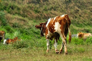 Kahverengi ve beyaz bir inek olan Bos Taurus, ipten bir halat takar ve yeşil Endonezya çayırlarında sessizce otlar, tropikal yeşillikler ve kırsal bölgelerle çevrilidir.