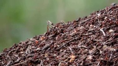 Kırmızı ahşap karıncalar karınca karınca hayat içinde gezinme