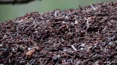 Kırmızı ahşap karıncalar karınca karınca hayat içinde gezinme