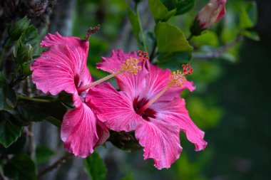 Brezilya Bahçesinde Pembe Hibiscus Çiçekleri