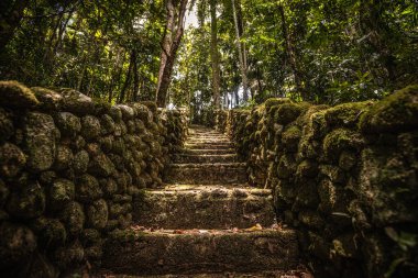 Brezilya 'da Yoğun Ormana Giden Yosun Merdiveni