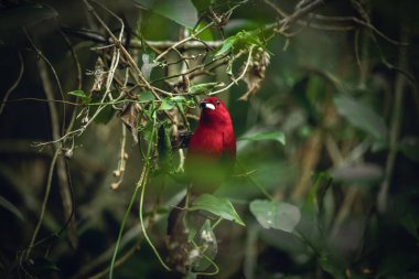 Brezilya 'da Yeşil Yapraklar Arasında Kırmızı Tie-Sangue (Ramphocelus bresilius)