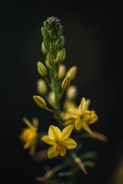 Koyu Arkaplan Karşısında Yaban Çiçeği Tomurcukları ve Çiçeklerinin Macro Görünümü