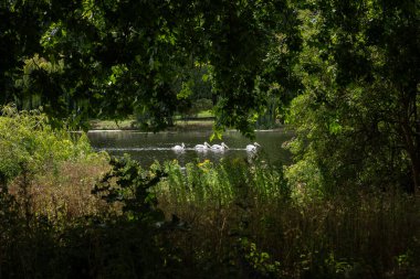St James Park Gölü 'nde Pelikanlar Yüzüyor - Londra, İngiltere