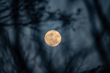 Kırsal Ay Siluetli Ağaçlar Arasında Görülüyor