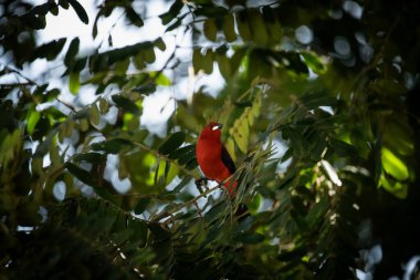 Scarlet Tanager Perched Among Tropical Foliage