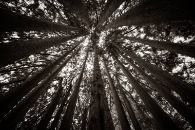 Aşağıdan görülen Uzun Orman Ağaçları Radyal Desen Oluşturuyor