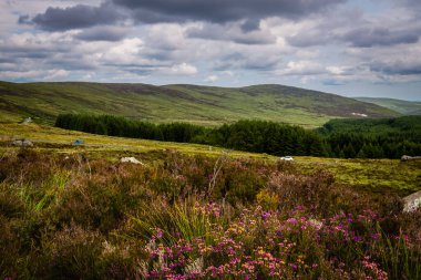 Wicklow Dağları, İrlanda 'da Rolling Hills ve Heather Fields