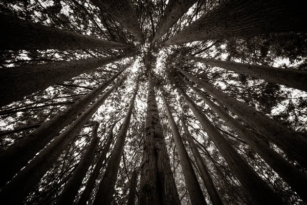 Aşağıdan görülen Uzun Orman Ağaçları Radyal Desen Oluşturuyor