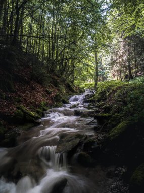 A gentle mountain stream cascades over moss-covered rocks in a lush forest. The long exposure captures the smooth motion of water surrounded by vibrant greenery and soft light.