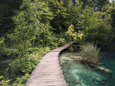 Hırvatistan 'ın Plitvice Gölleri' ndeki verimli yeşillikler ve kristal berraklığında turkuaz sulardan geçen eğimli bir tahta kaldırım, sakin ve manzaralı bir doğa patikası oluşturuyor..